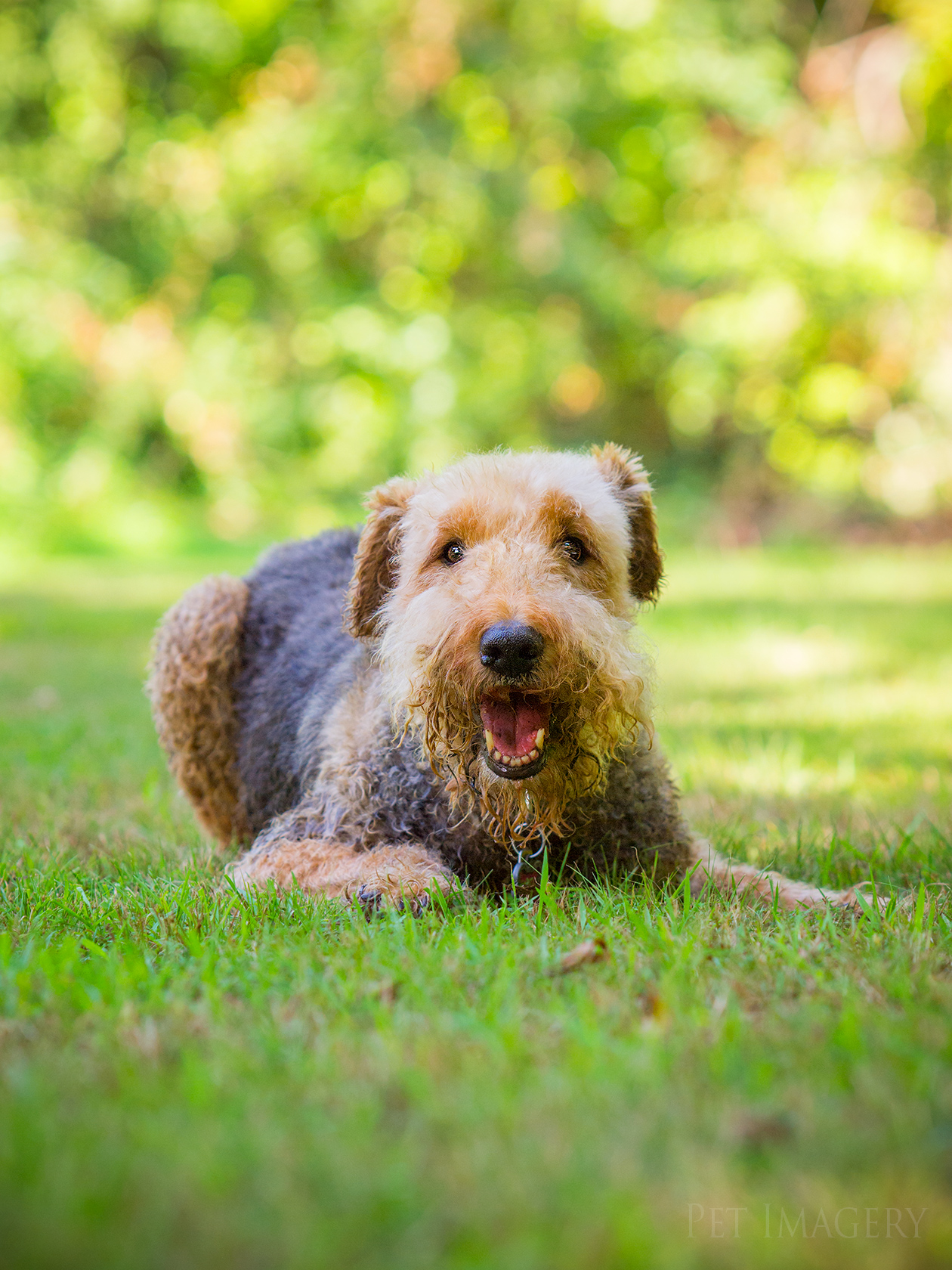 best pet photography pet imagery kaplan