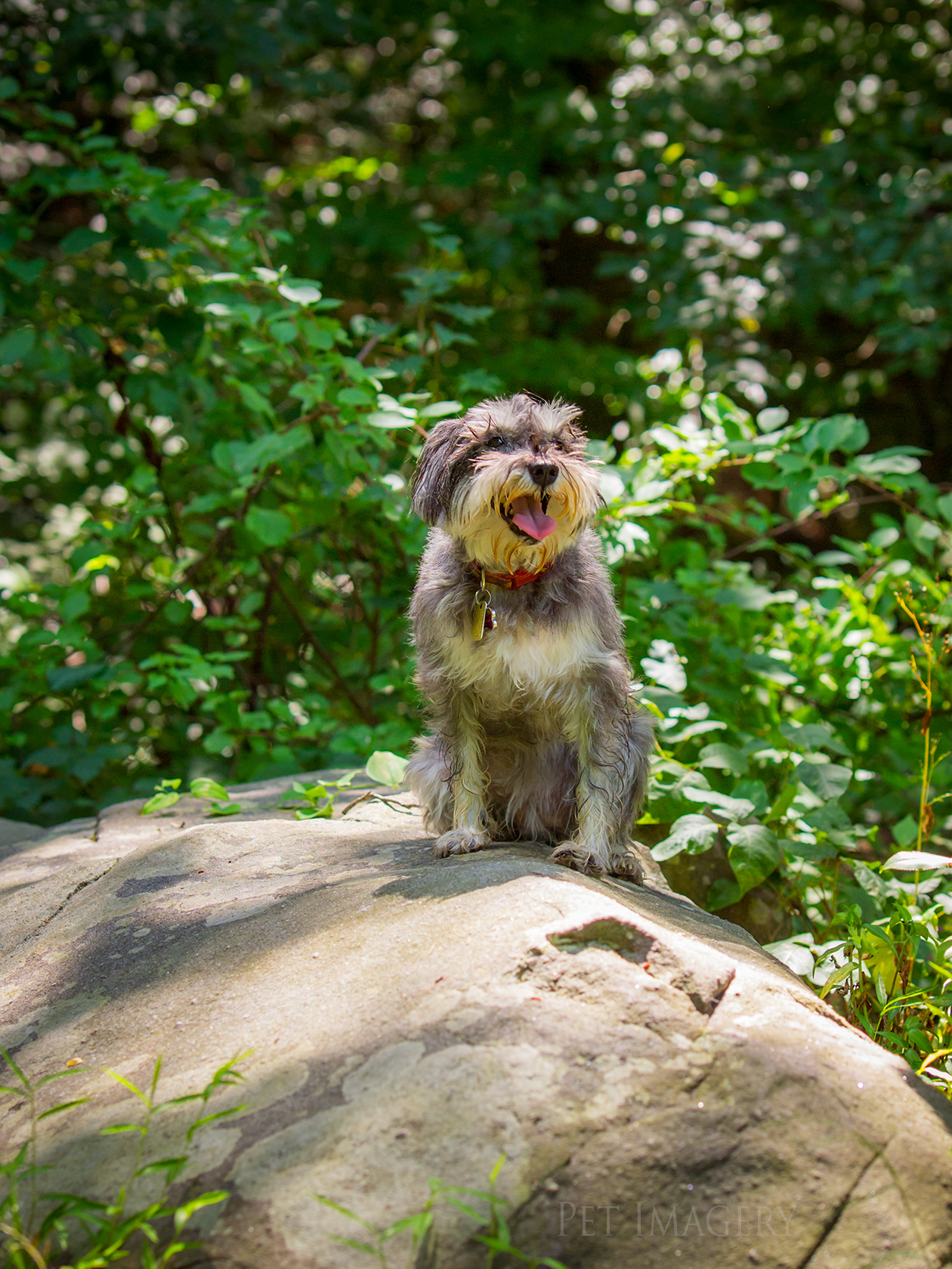 best pet photography pet imagery kaplan