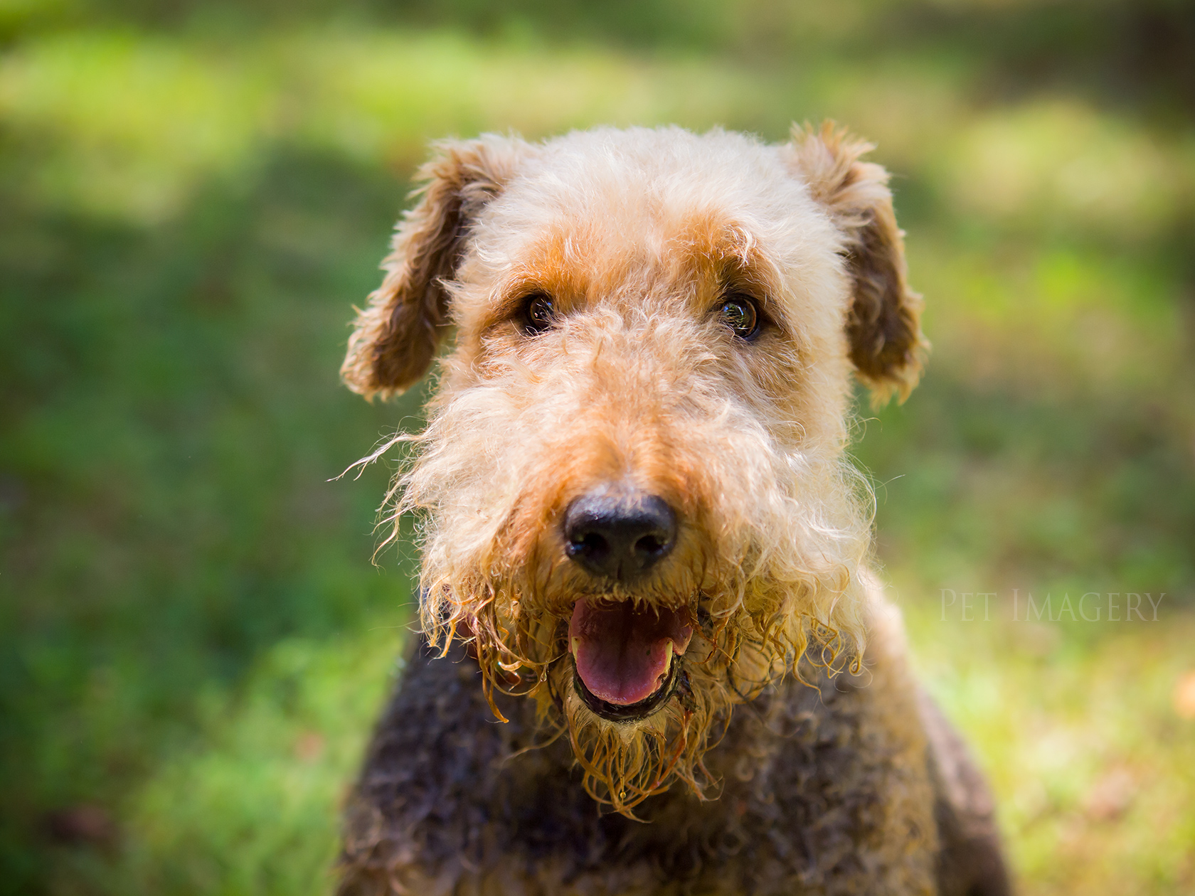 best pet photography pet imagery kaplan