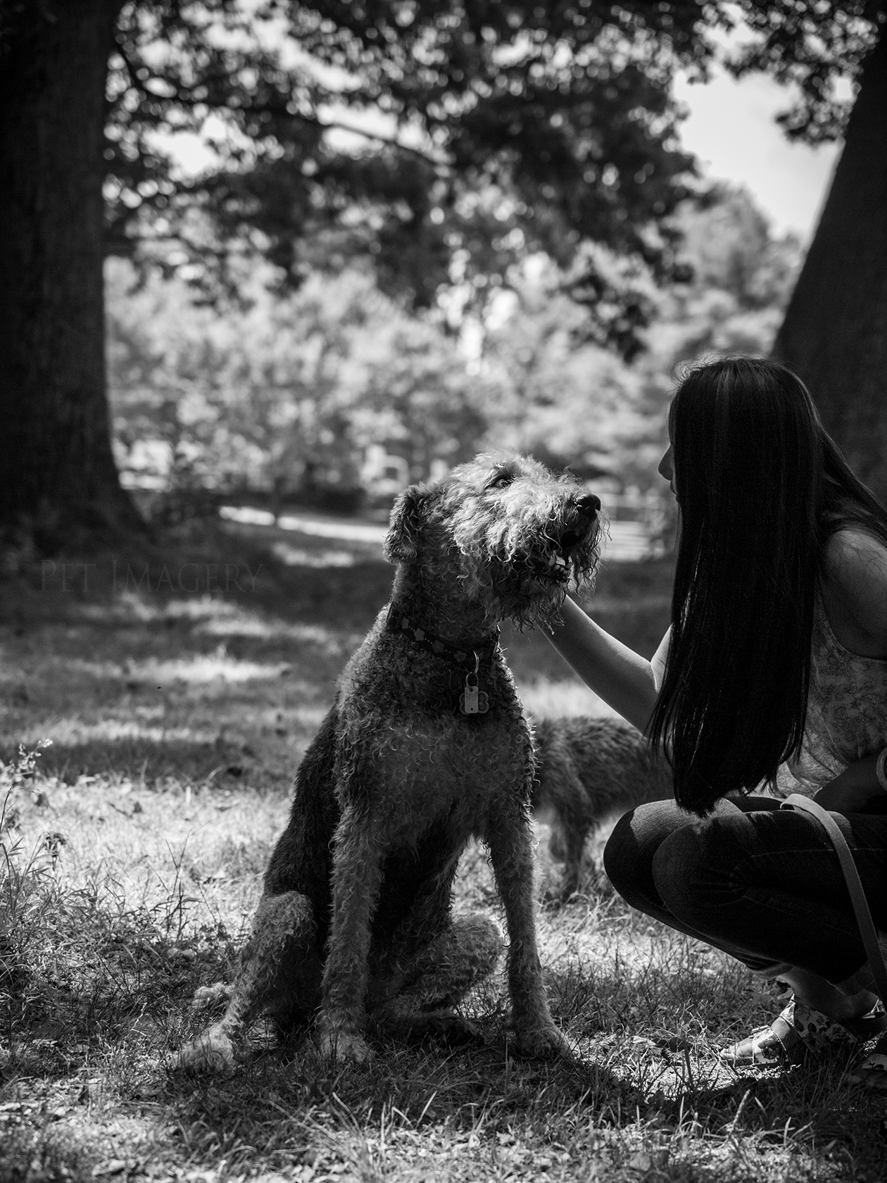 best pet photography pet imagery kaplan