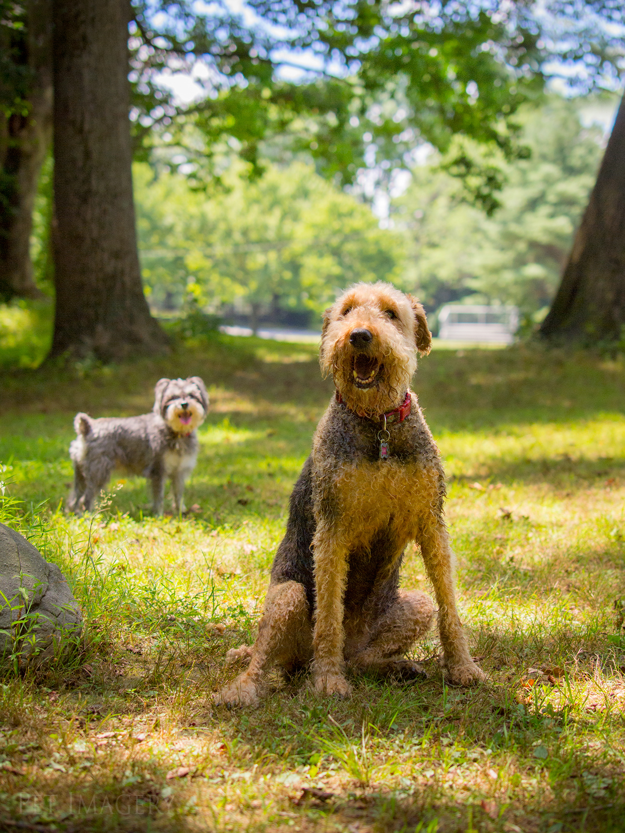 best pet photography pet imagery kaplan