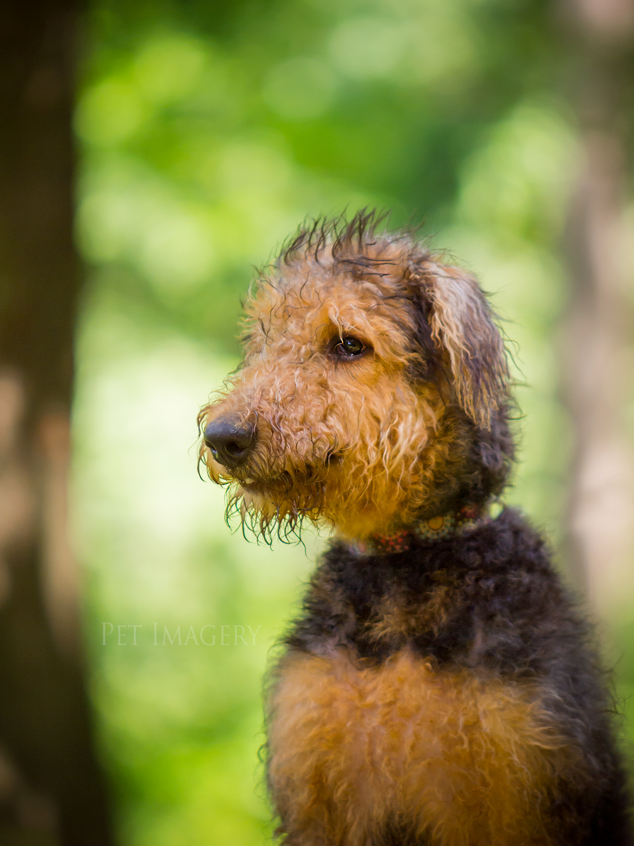 best pet photography pet imagery kaplan