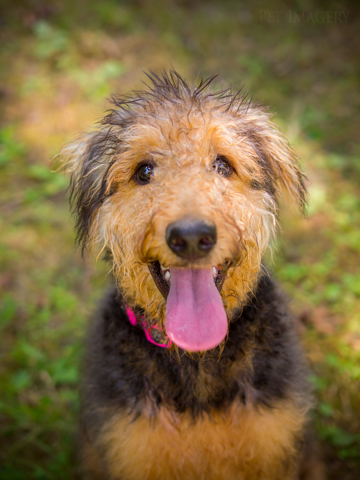 best pet photography pet imagery kaplan