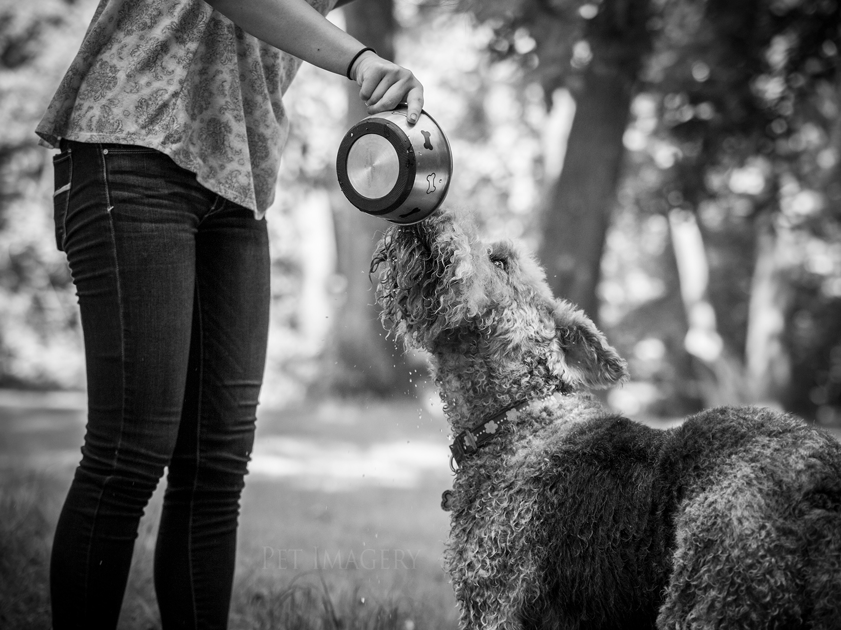 best pet photography pet imagery kaplan