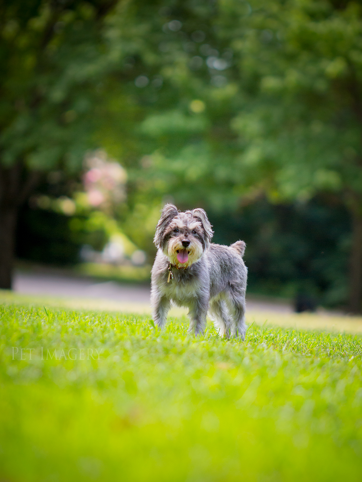 best pet photography pet imagery kaplan