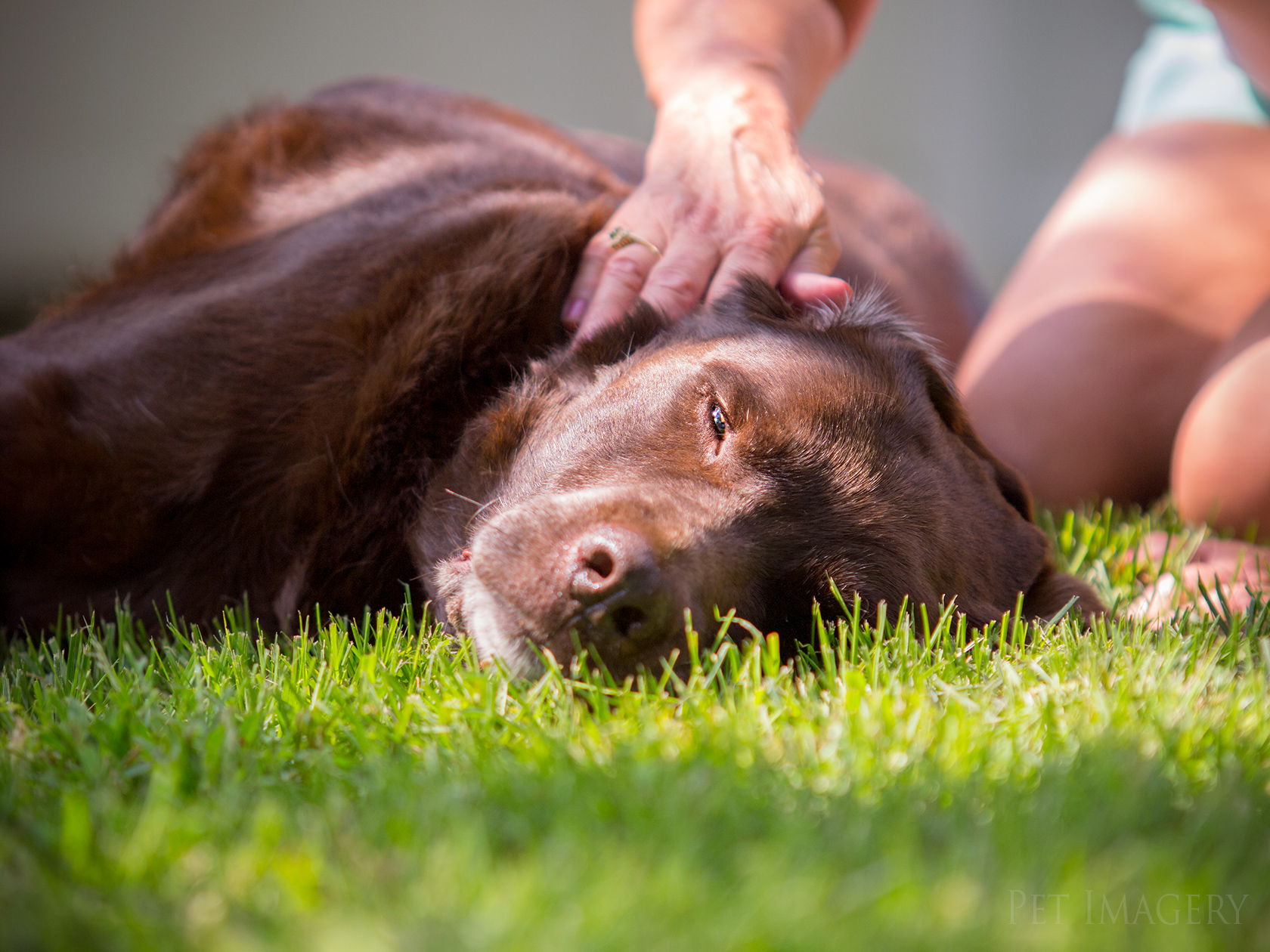 best pet photography pet imagery kaplan