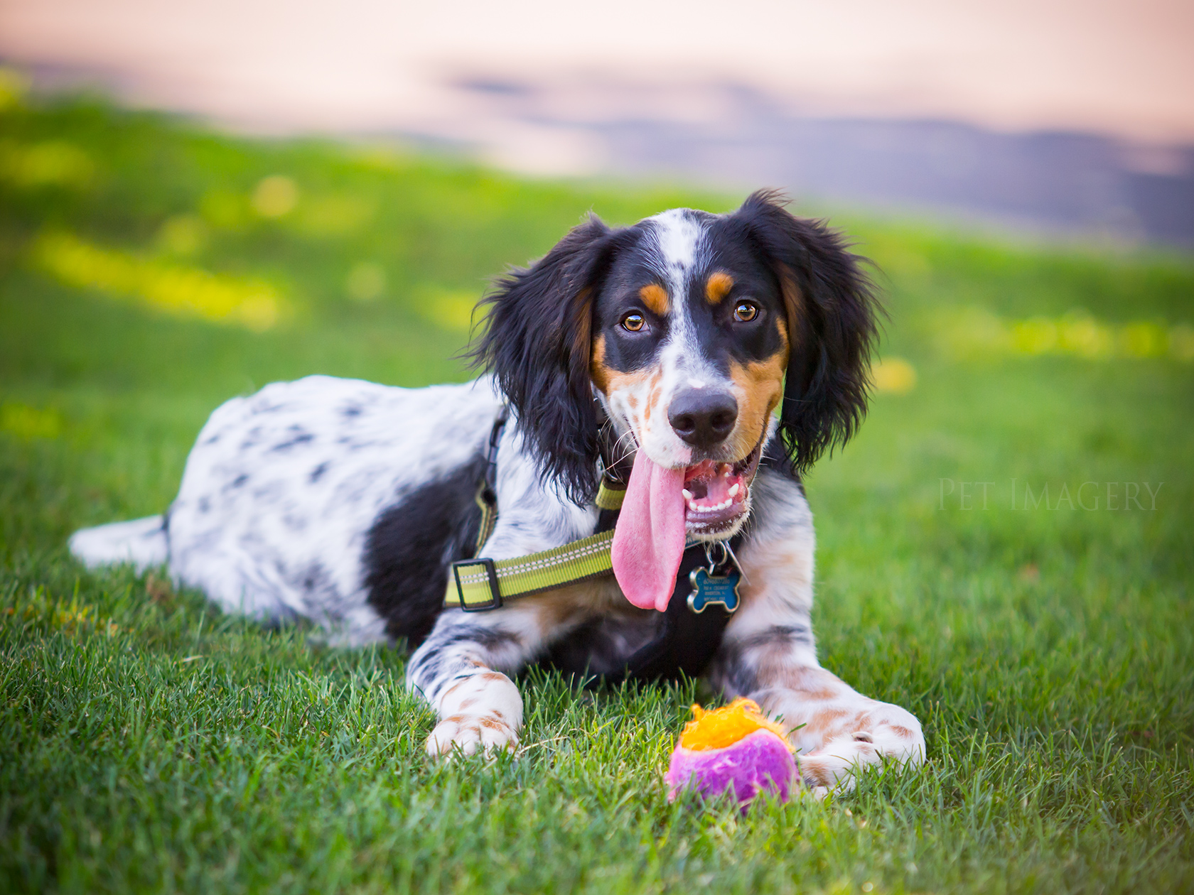 best pet photography kaplan