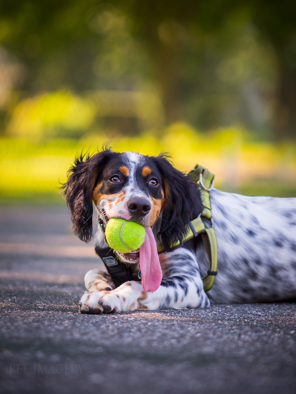 best pet photography kaplan