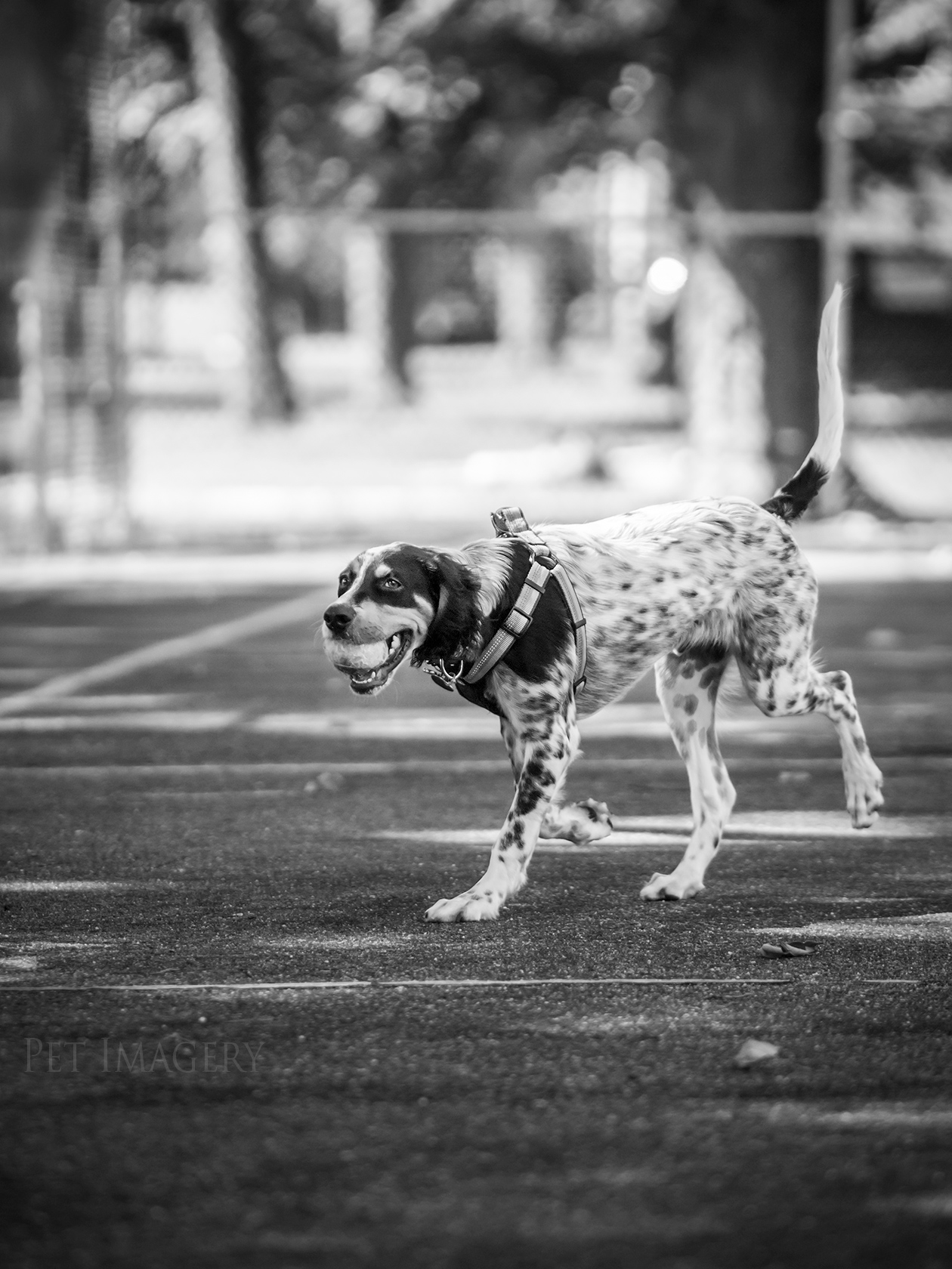 best pet photography kaplan