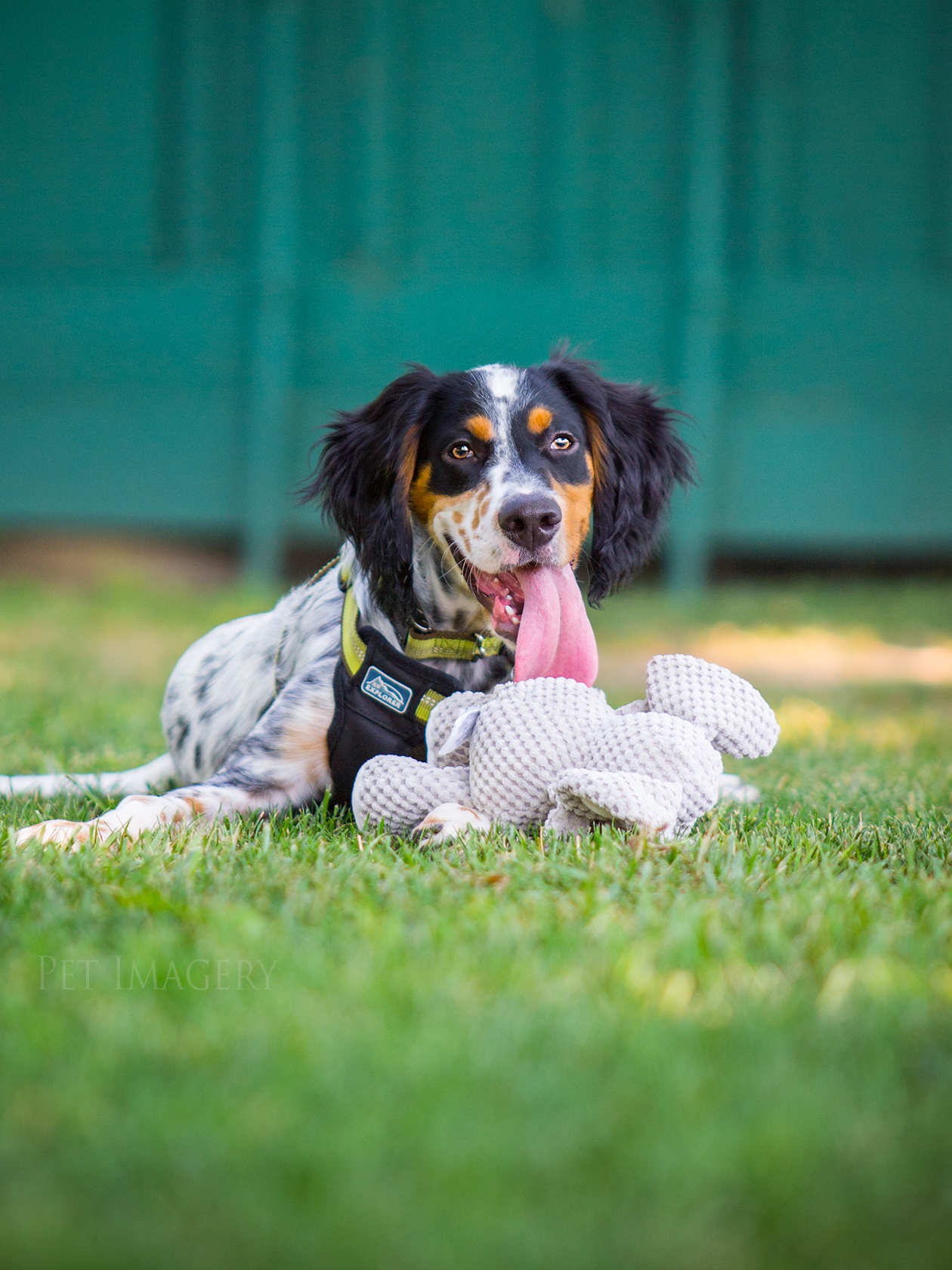 best pet photography kaplan