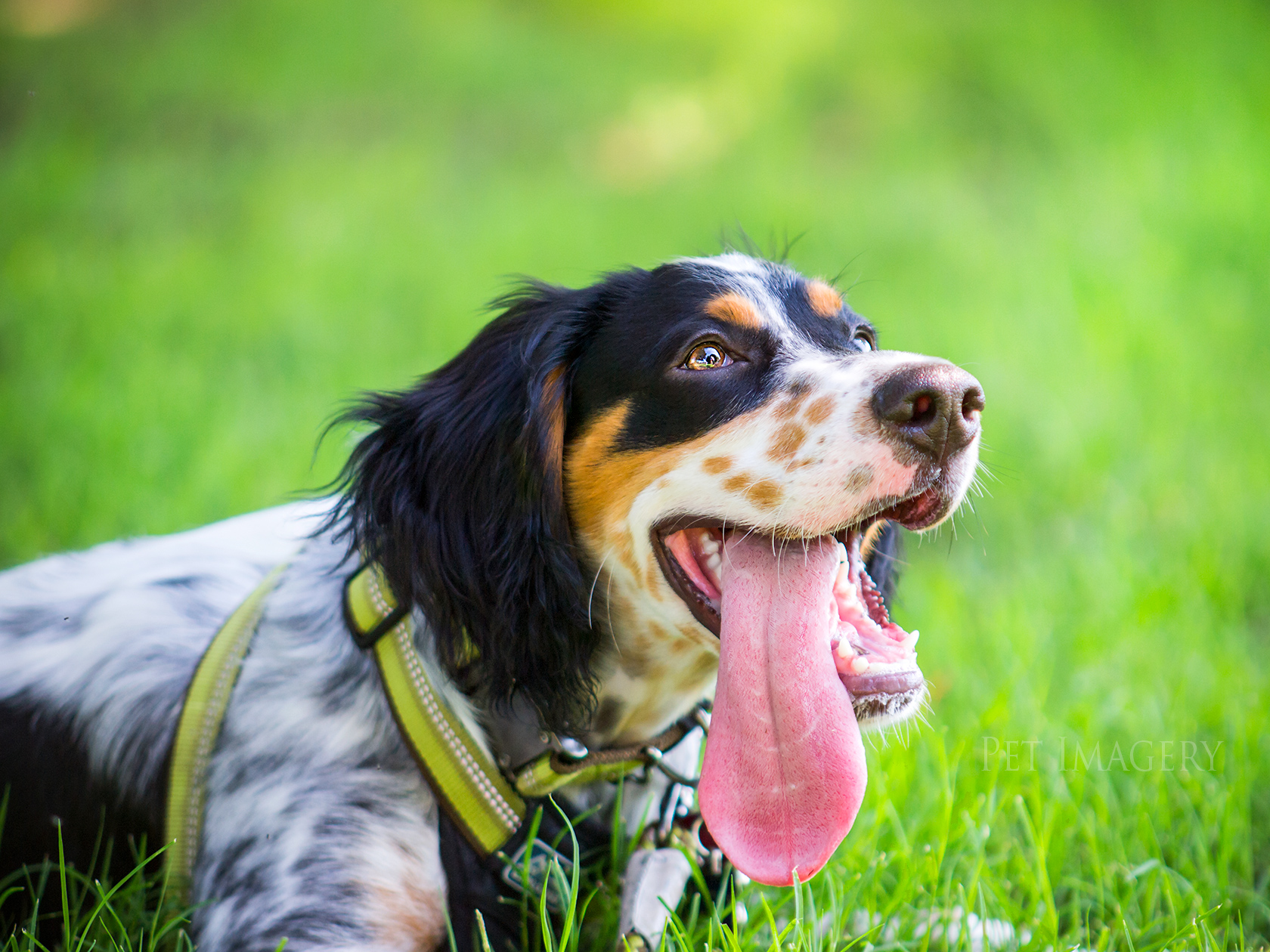 best pet photography kaplan