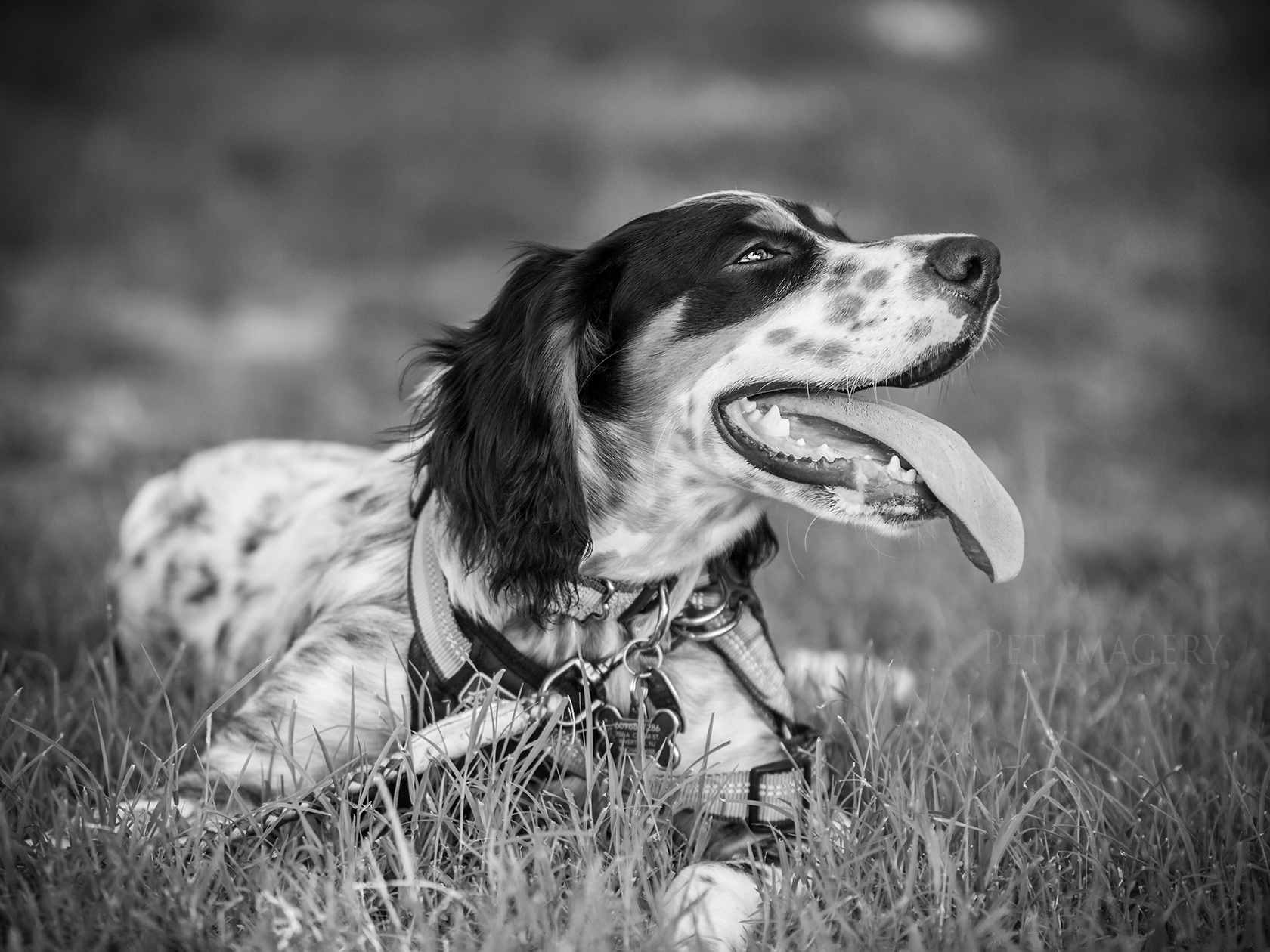 best pet photography kaplan