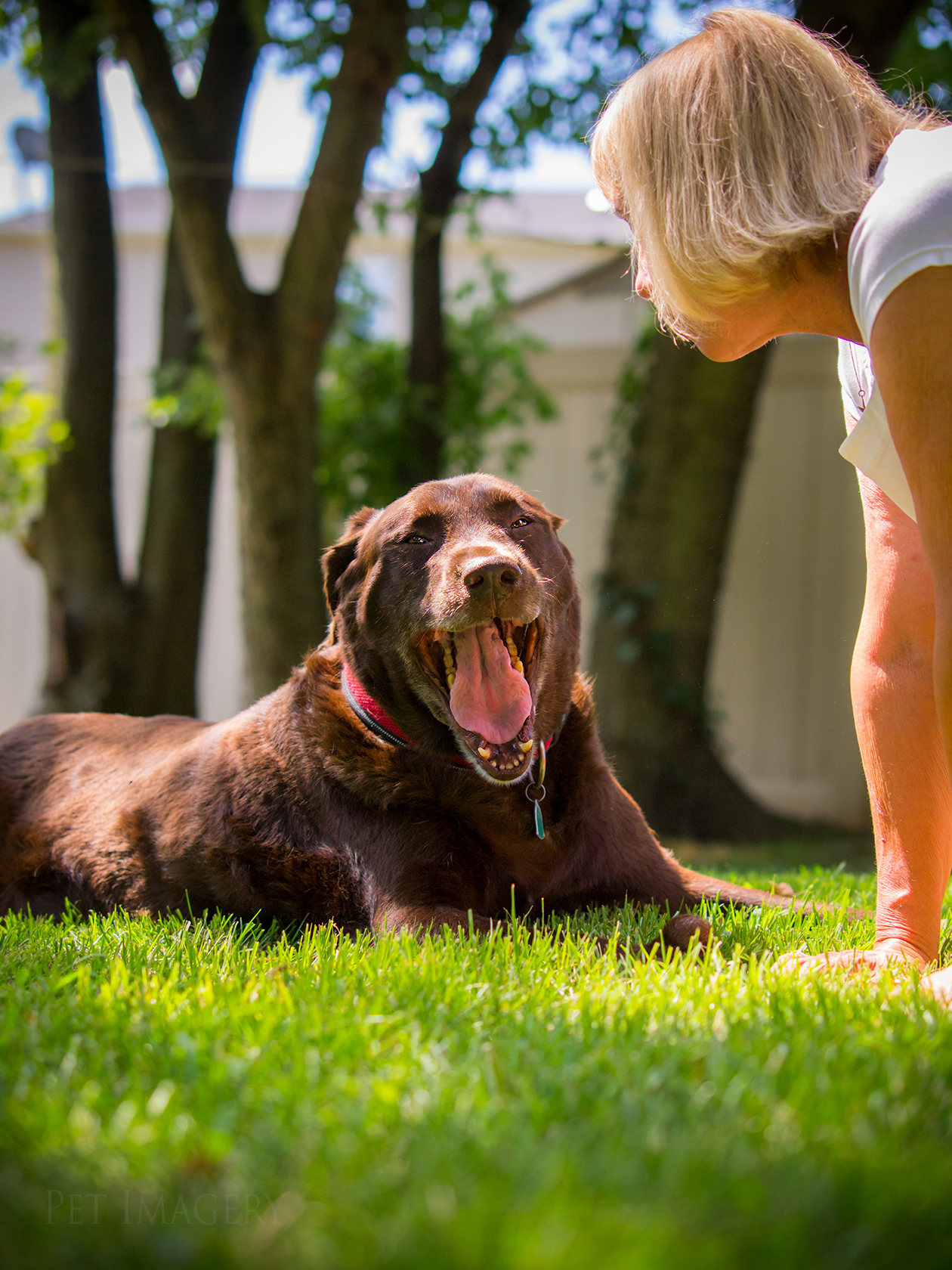 best pet photography kaplan