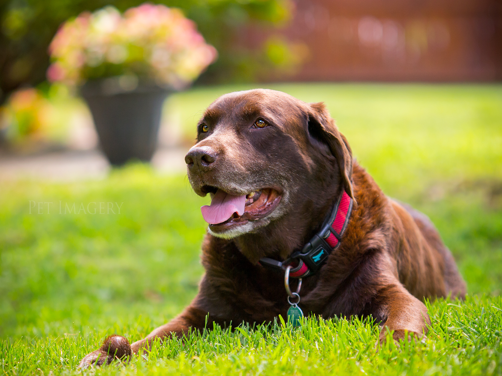 best pet photography kaplan