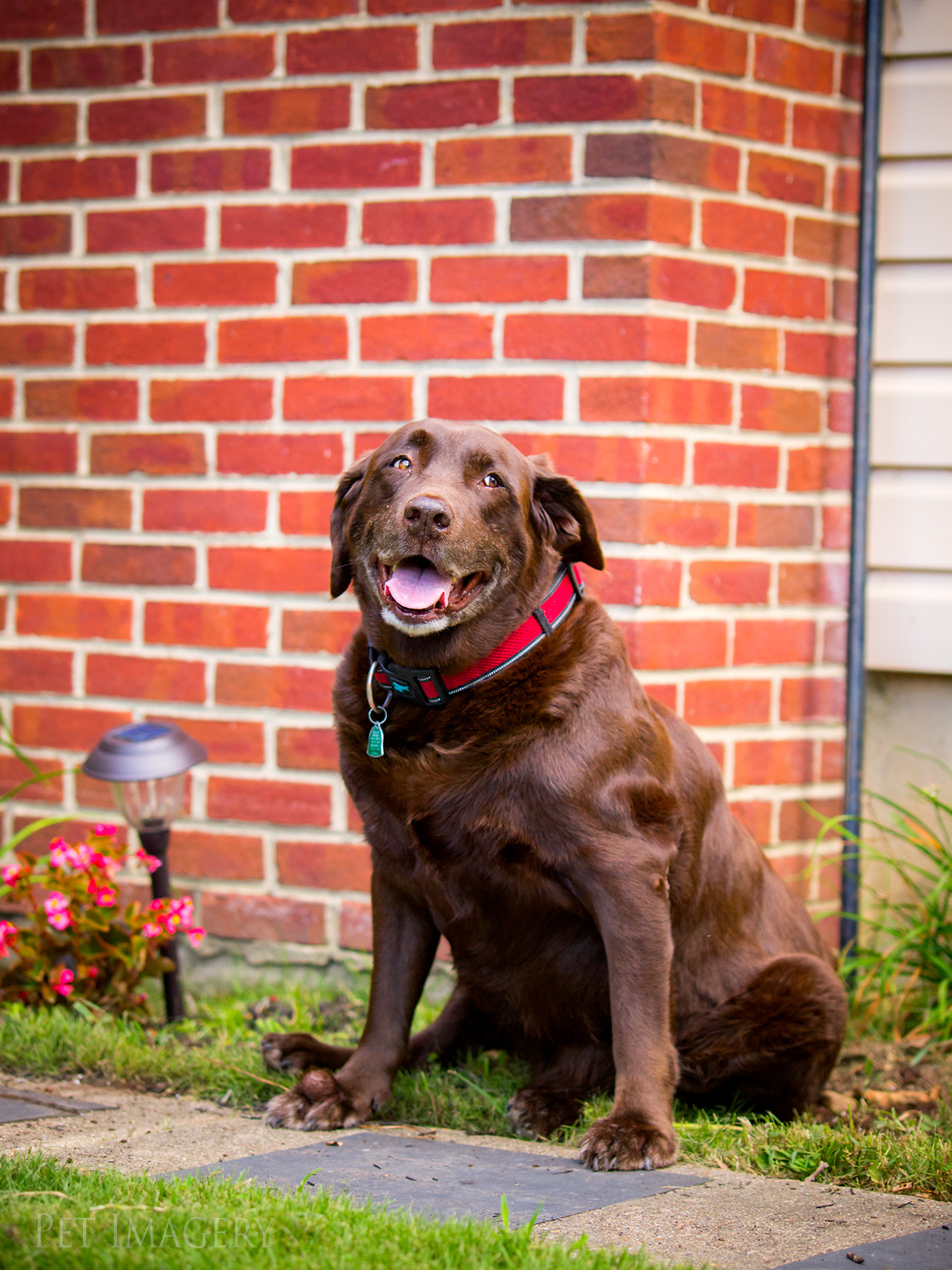 best pet photography kaplan