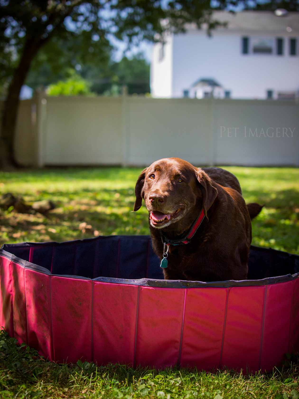 best pet photography kaplan