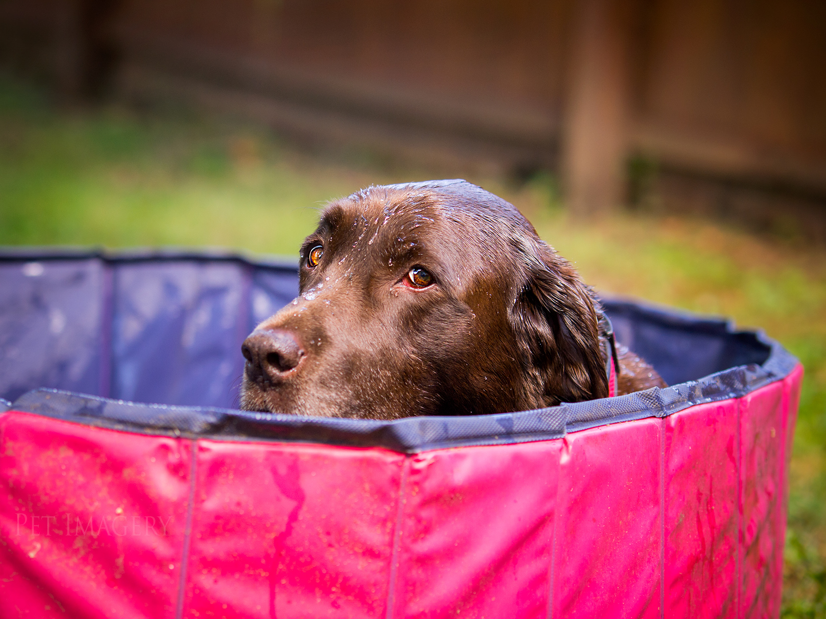 best pet photography kaplan