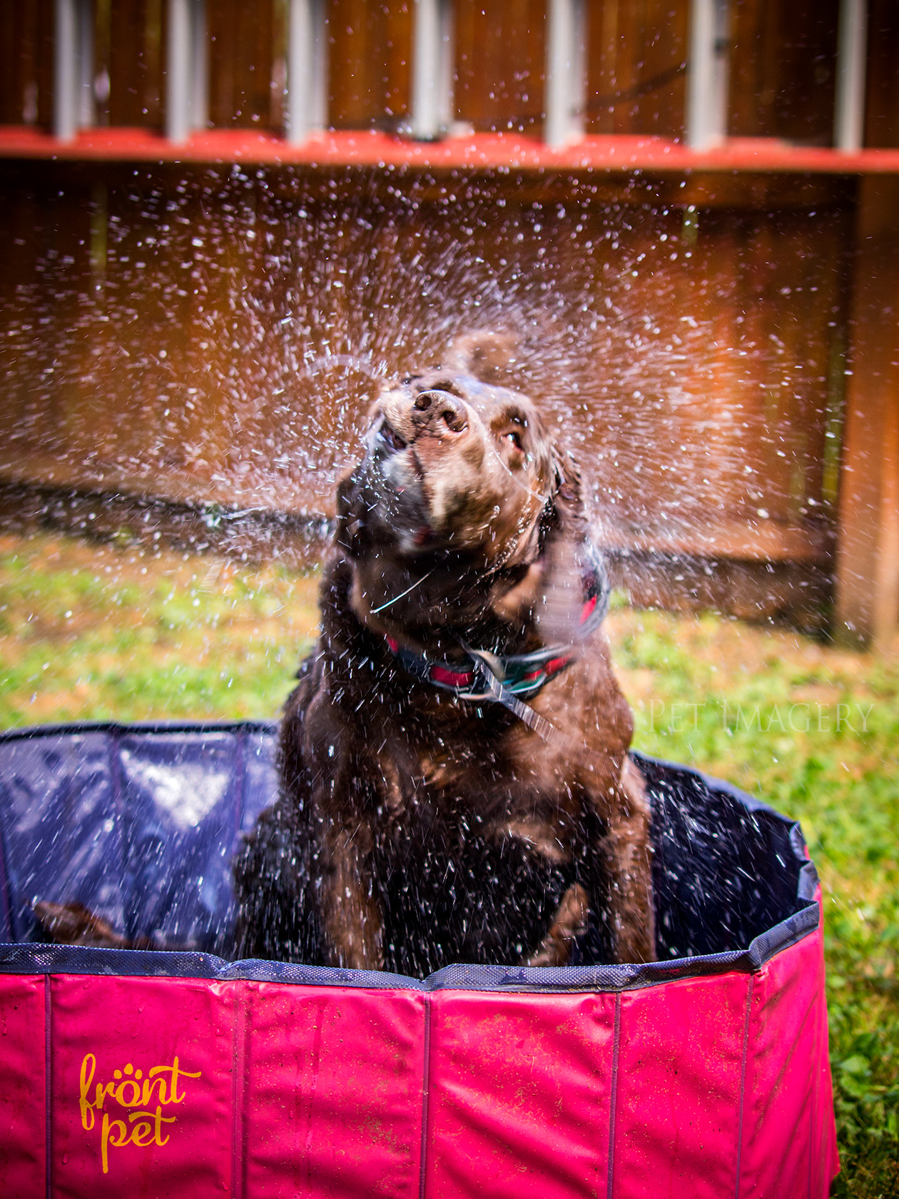 best pet photography kaplan