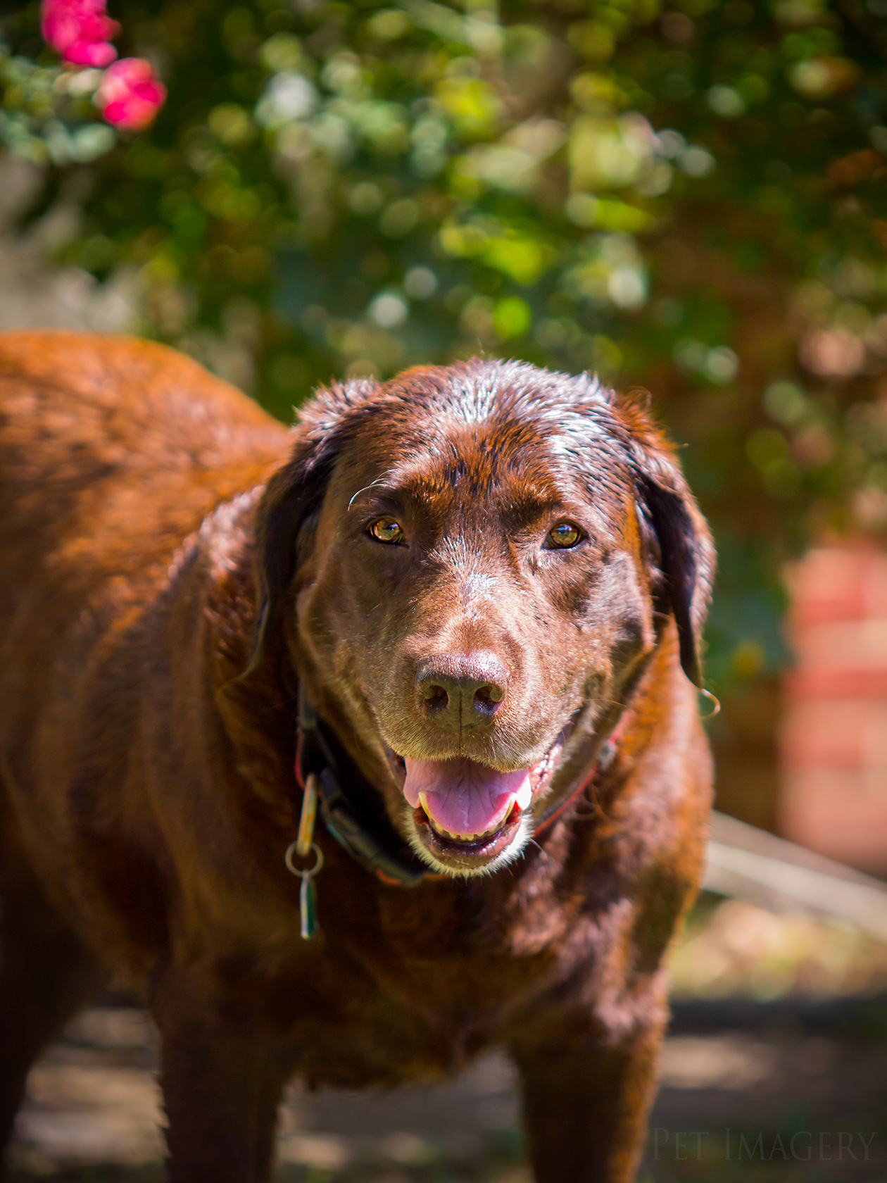 best pet photography kaplan