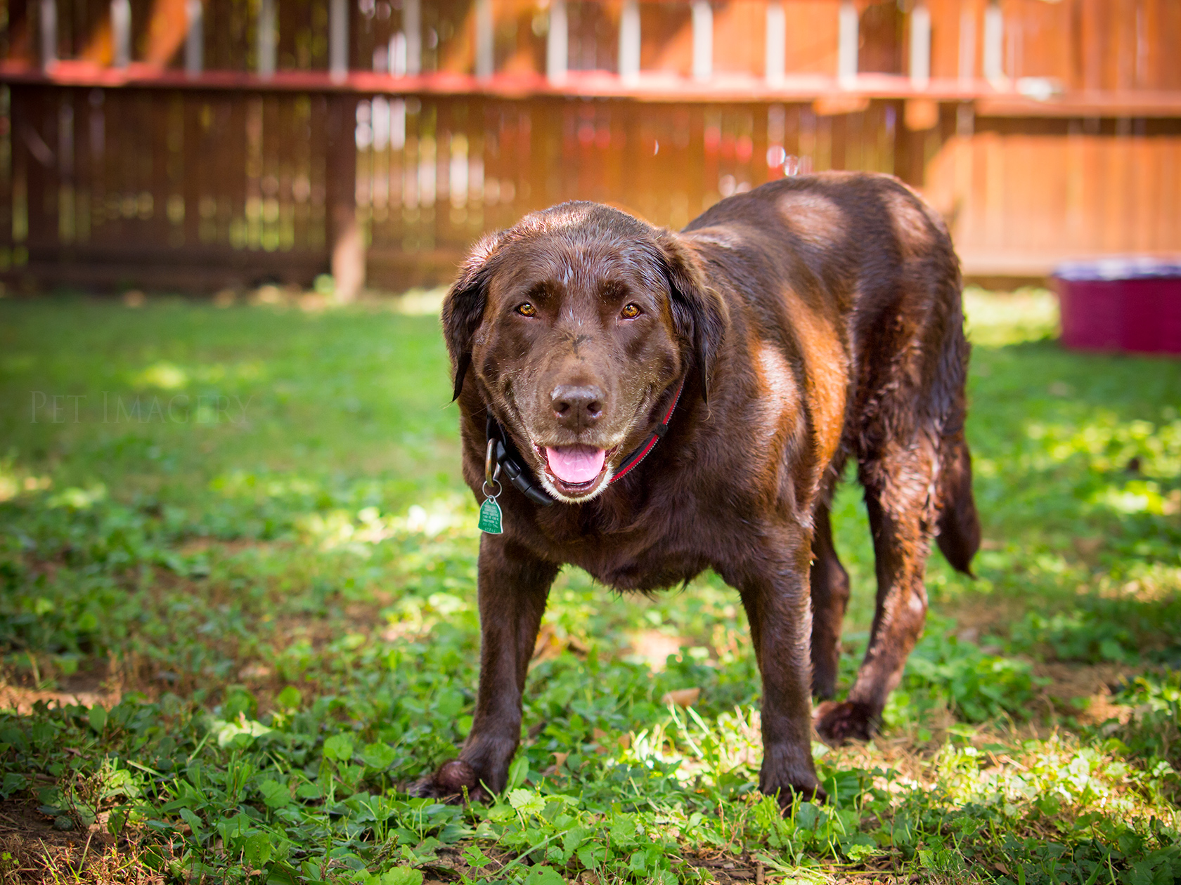 best pet photography kaplan