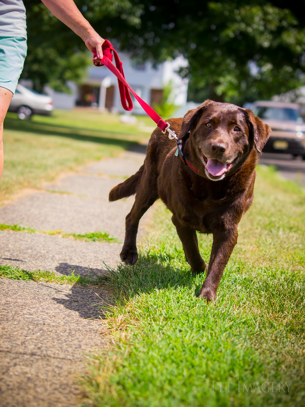 best pet photography kaplan
