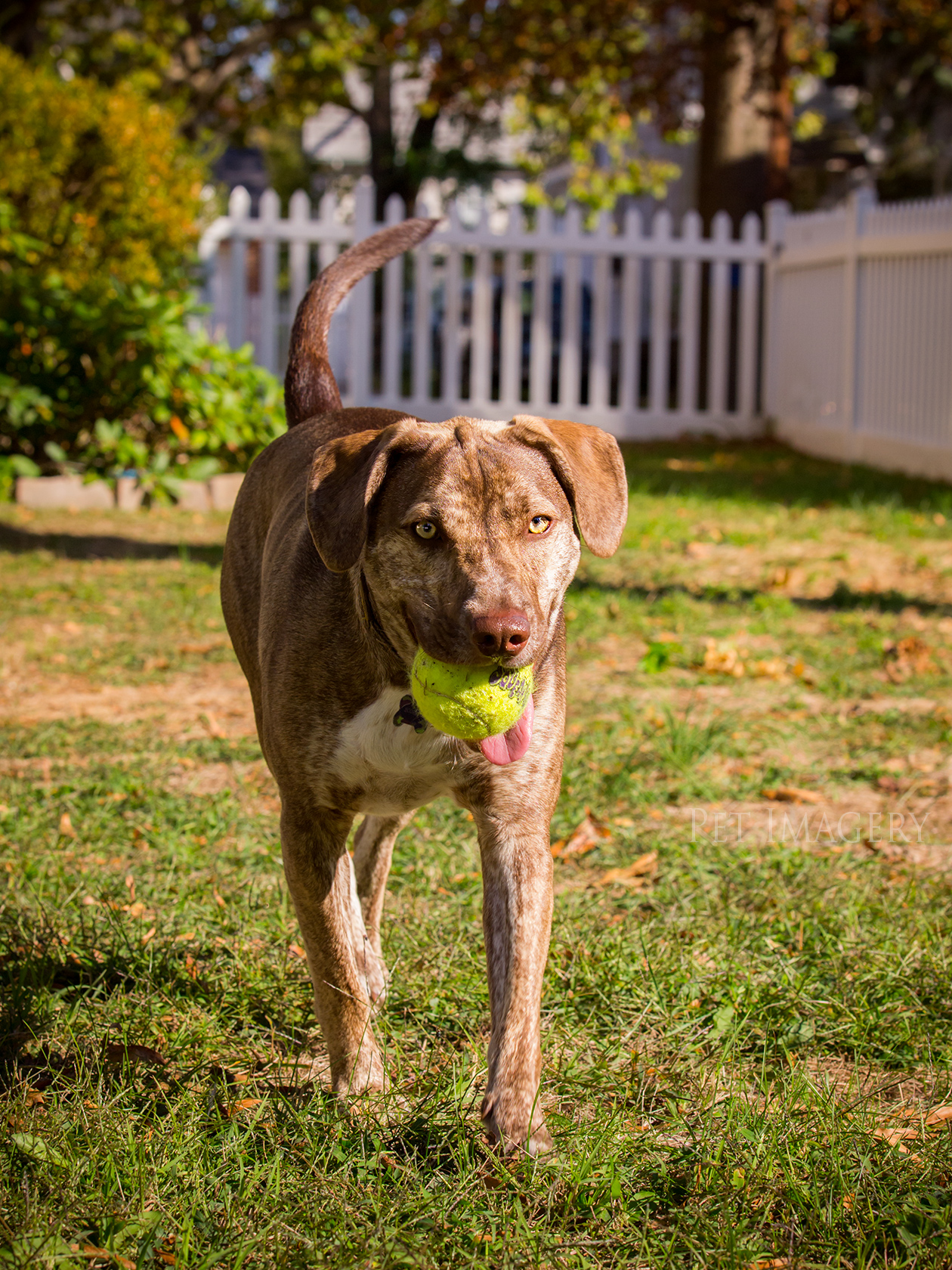 best pet photography kaplan