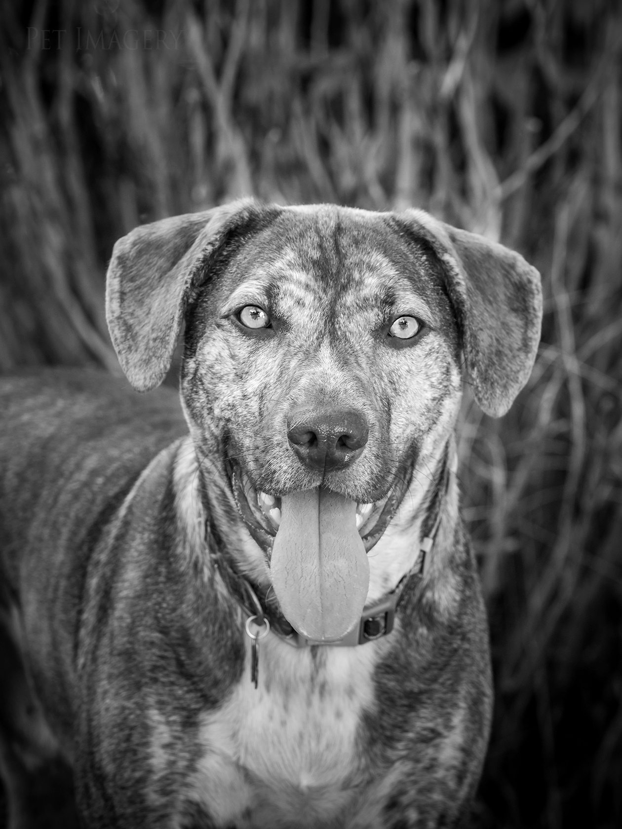 best pet photography kaplan