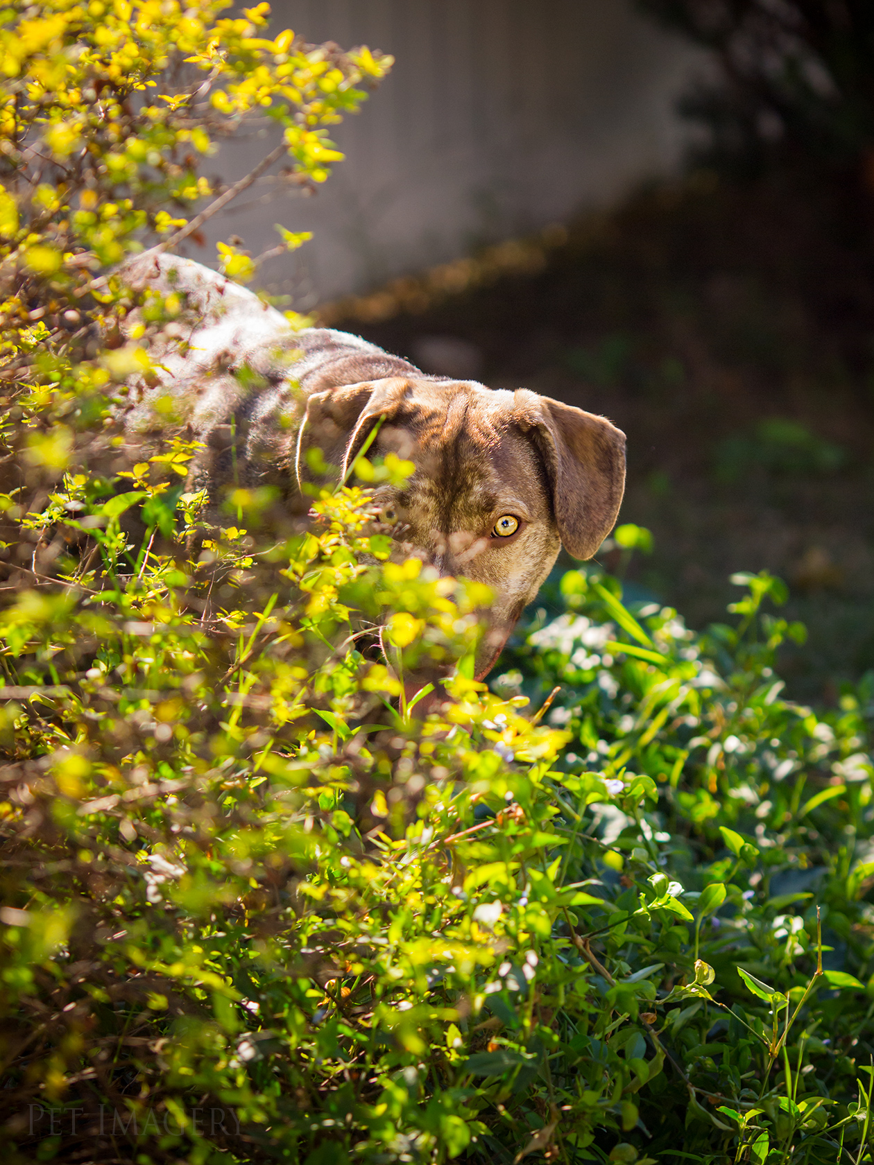 best pet photography kaplan