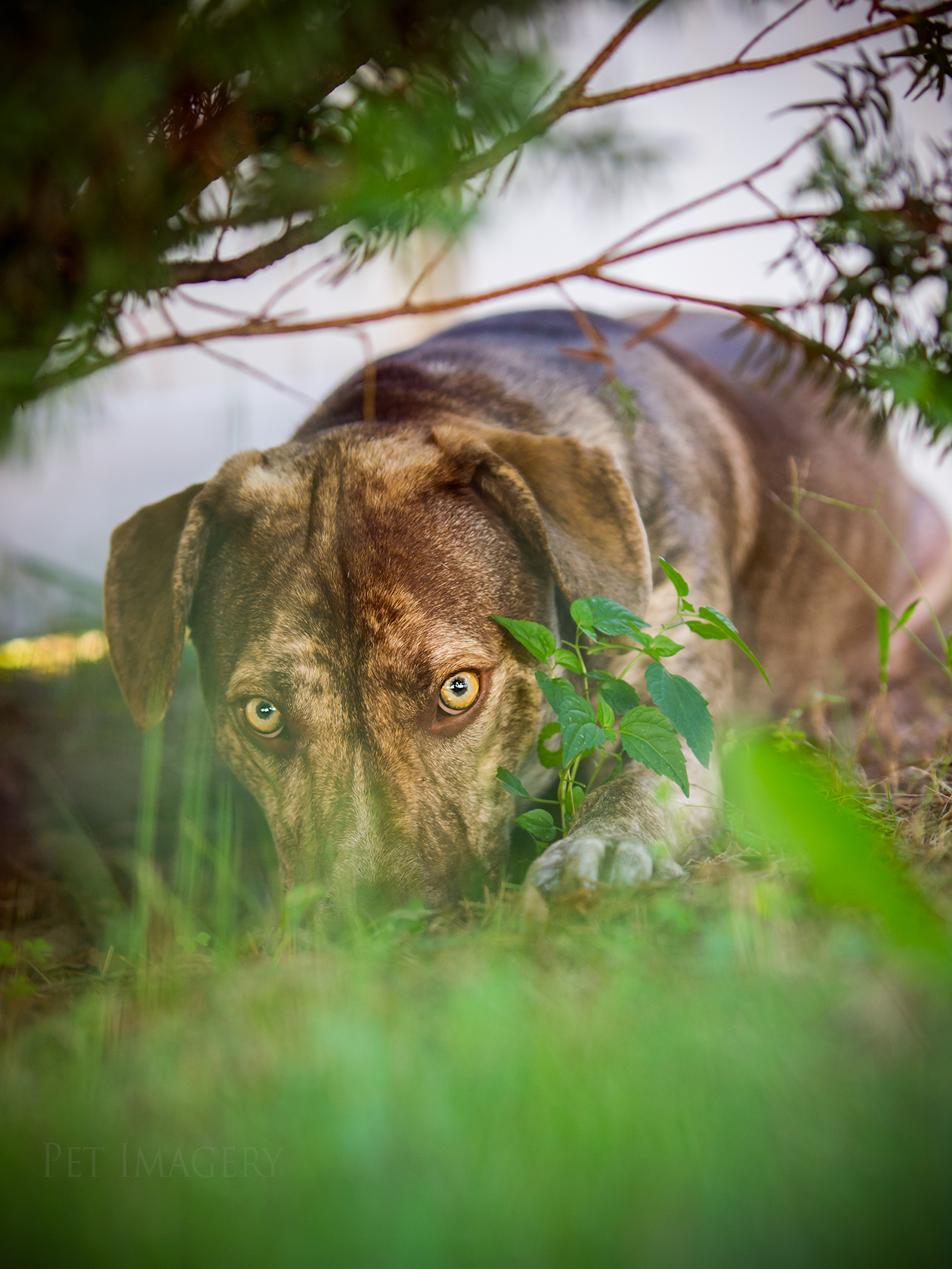 best pet photography kaplan