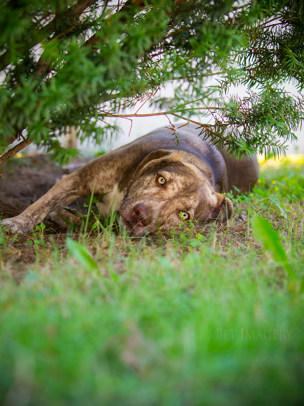 best pet photography kaplan