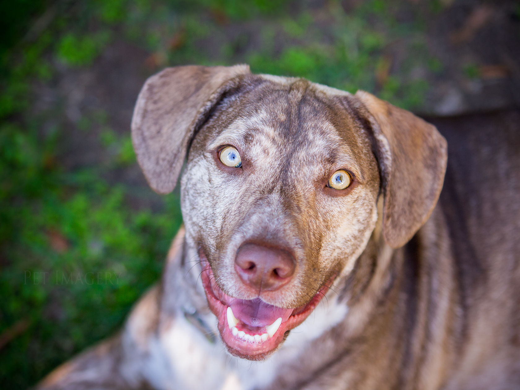 best pet photography kaplan