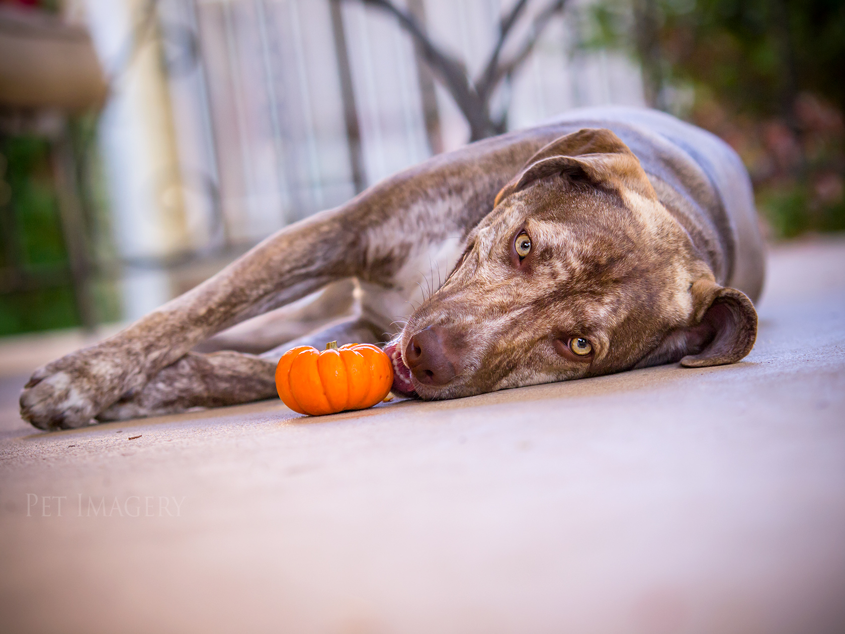 best pet photography kaplan