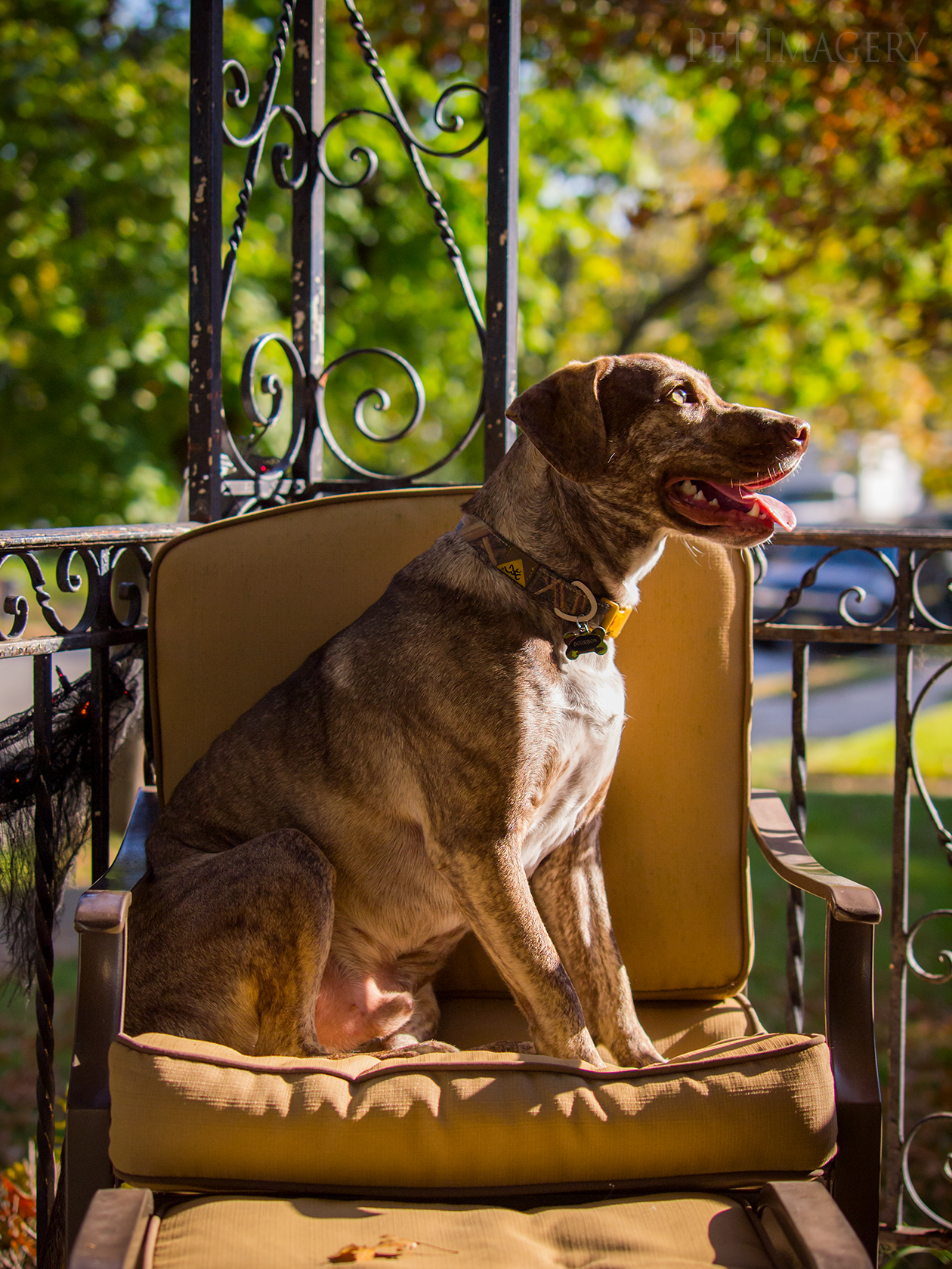 best pet photography kaplan