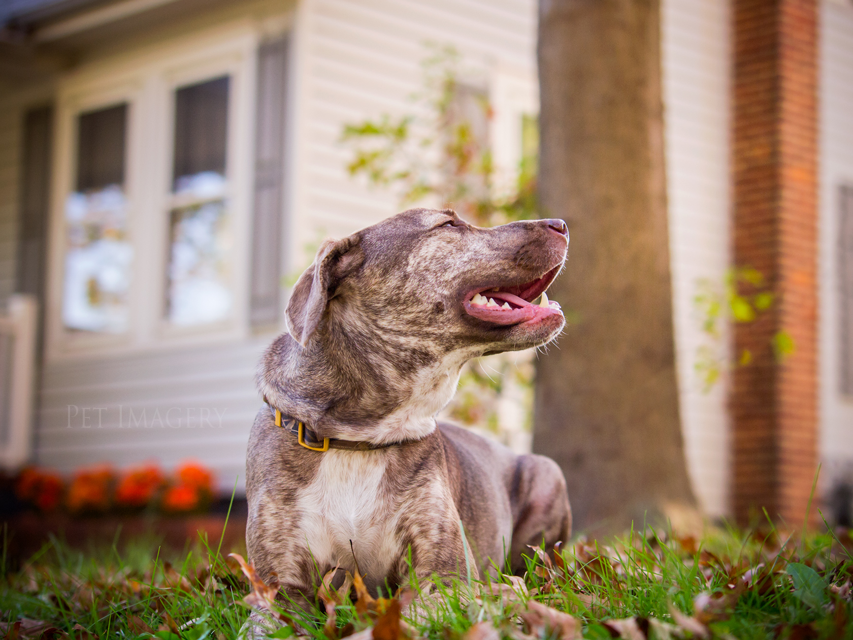 best pet photography kaplan