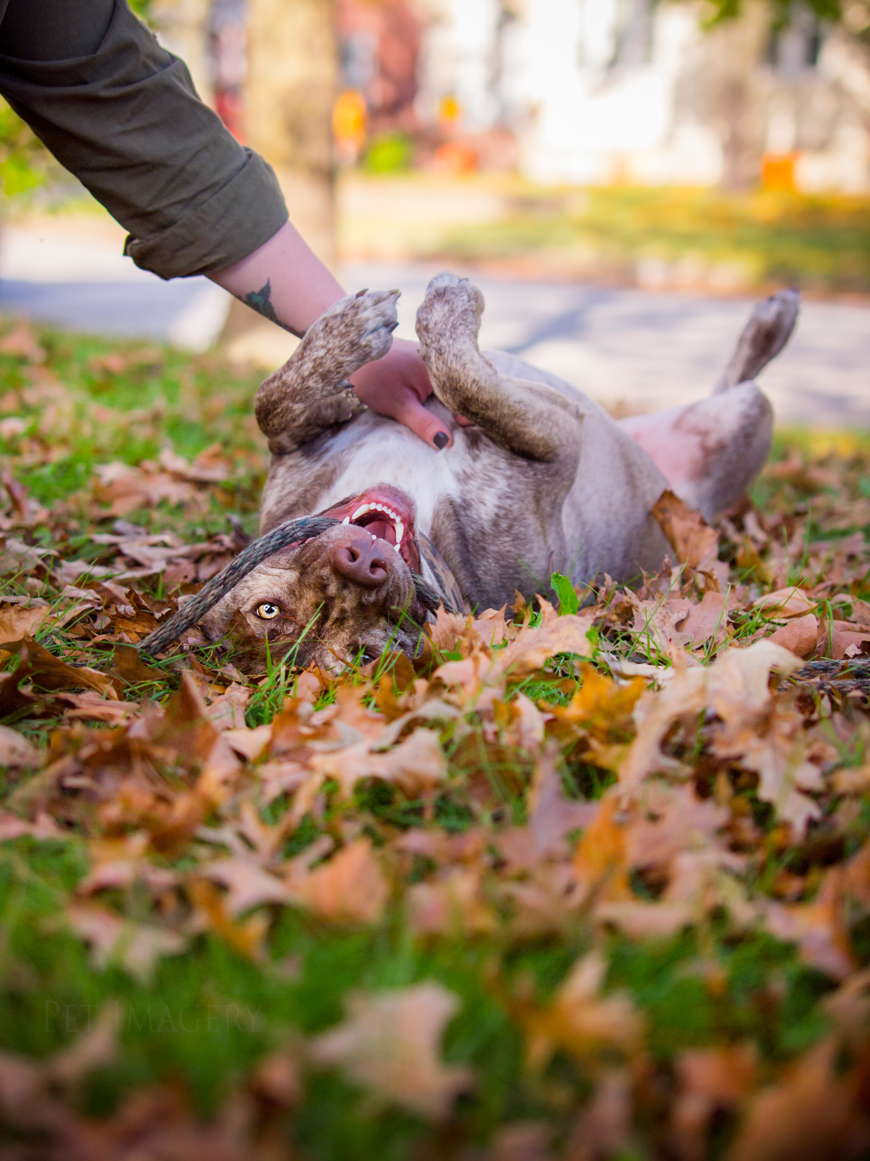 best pet photography kaplan