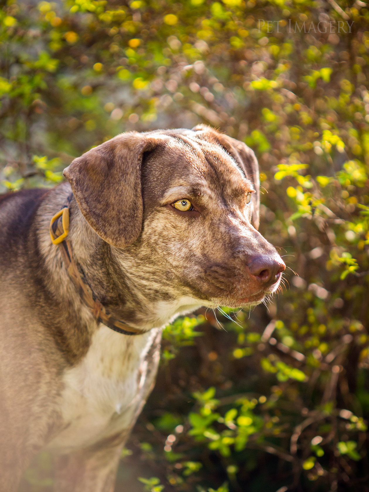 best pet photography kaplan