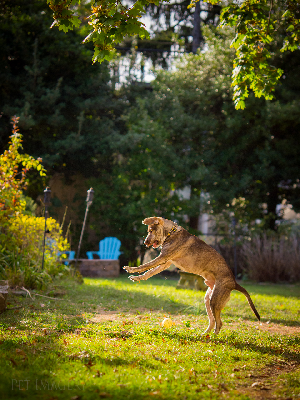 best pet photography kaplan