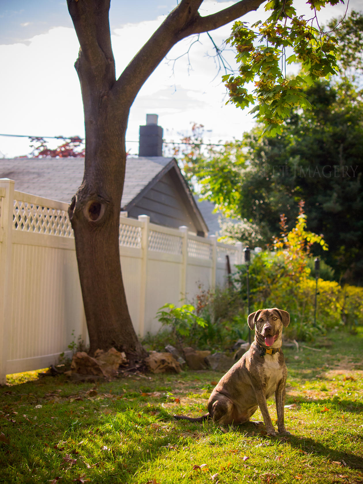 best pet photography kaplan