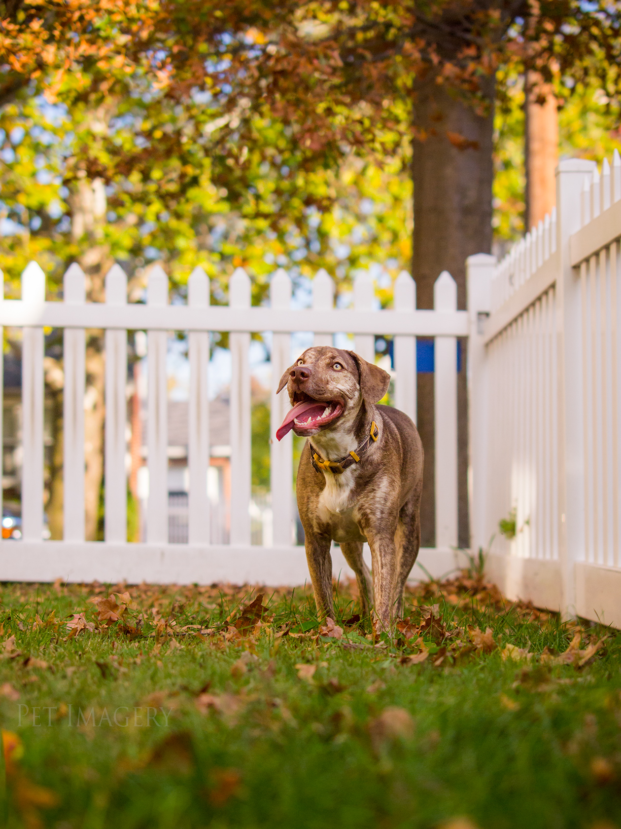 best pet photography kaplan