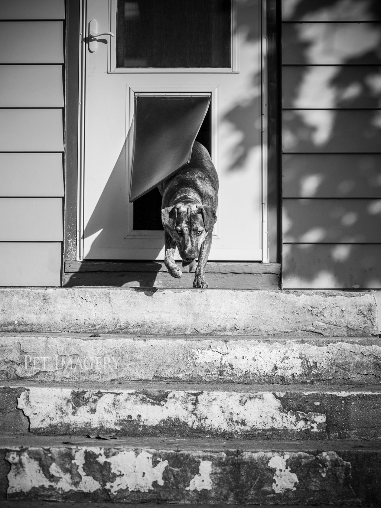 best pet photography kaplan