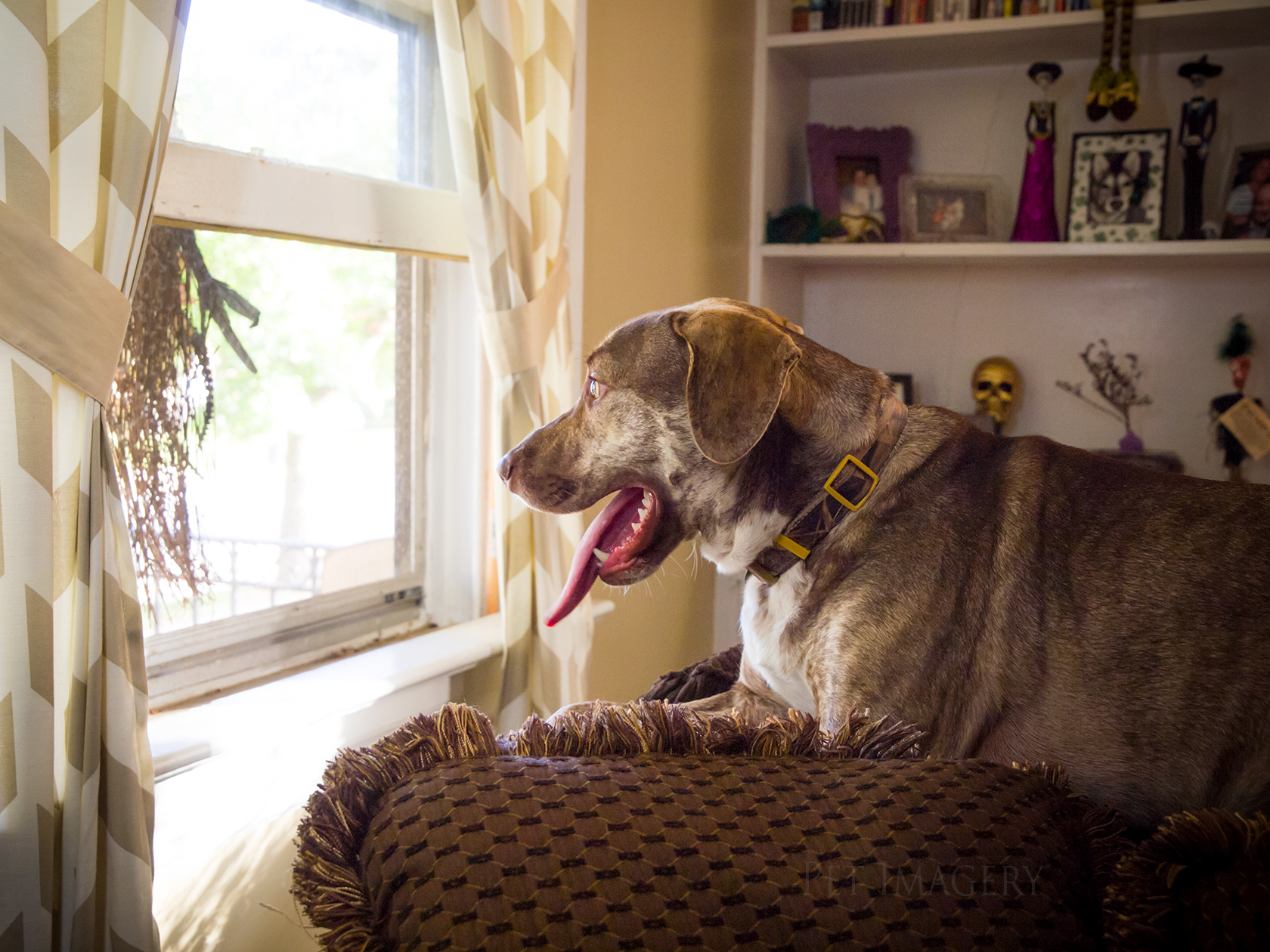 best pet photography kaplan