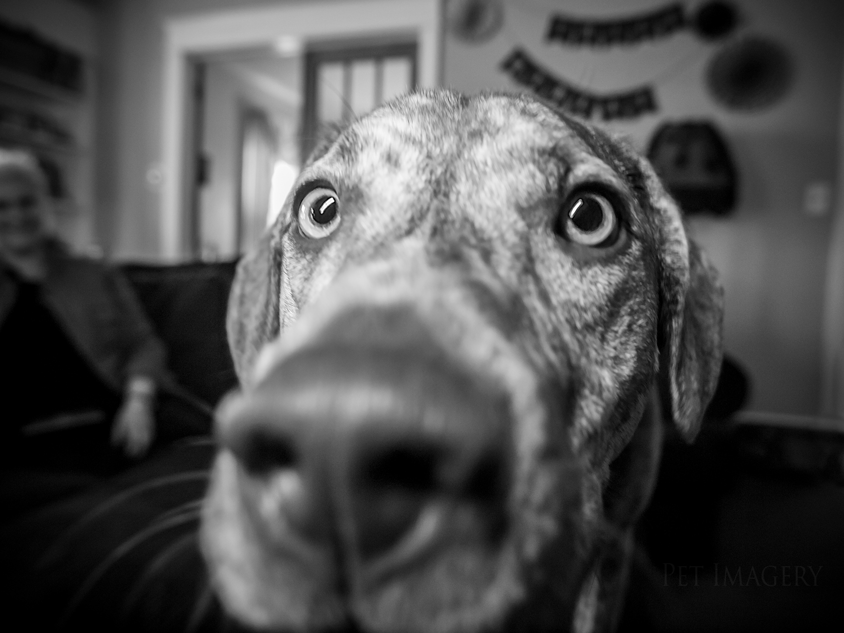 best pet photography kaplan