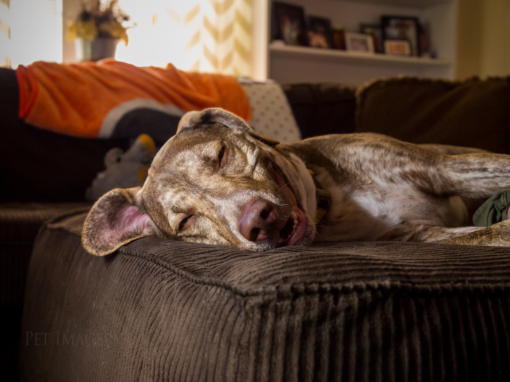 best pet photography kaplan