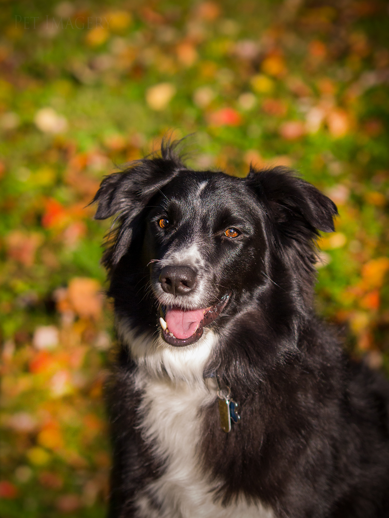 best pet photography dog kaplan