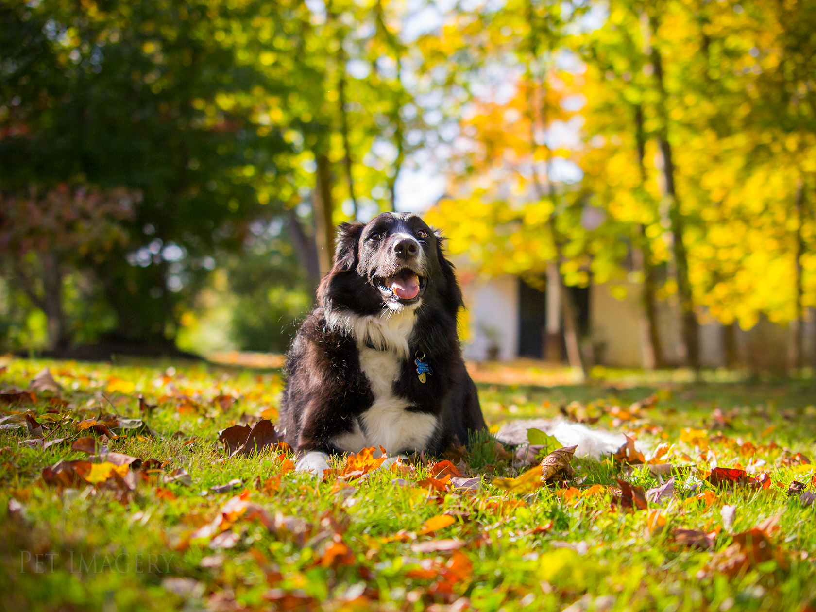 best pet photography dog kaplan