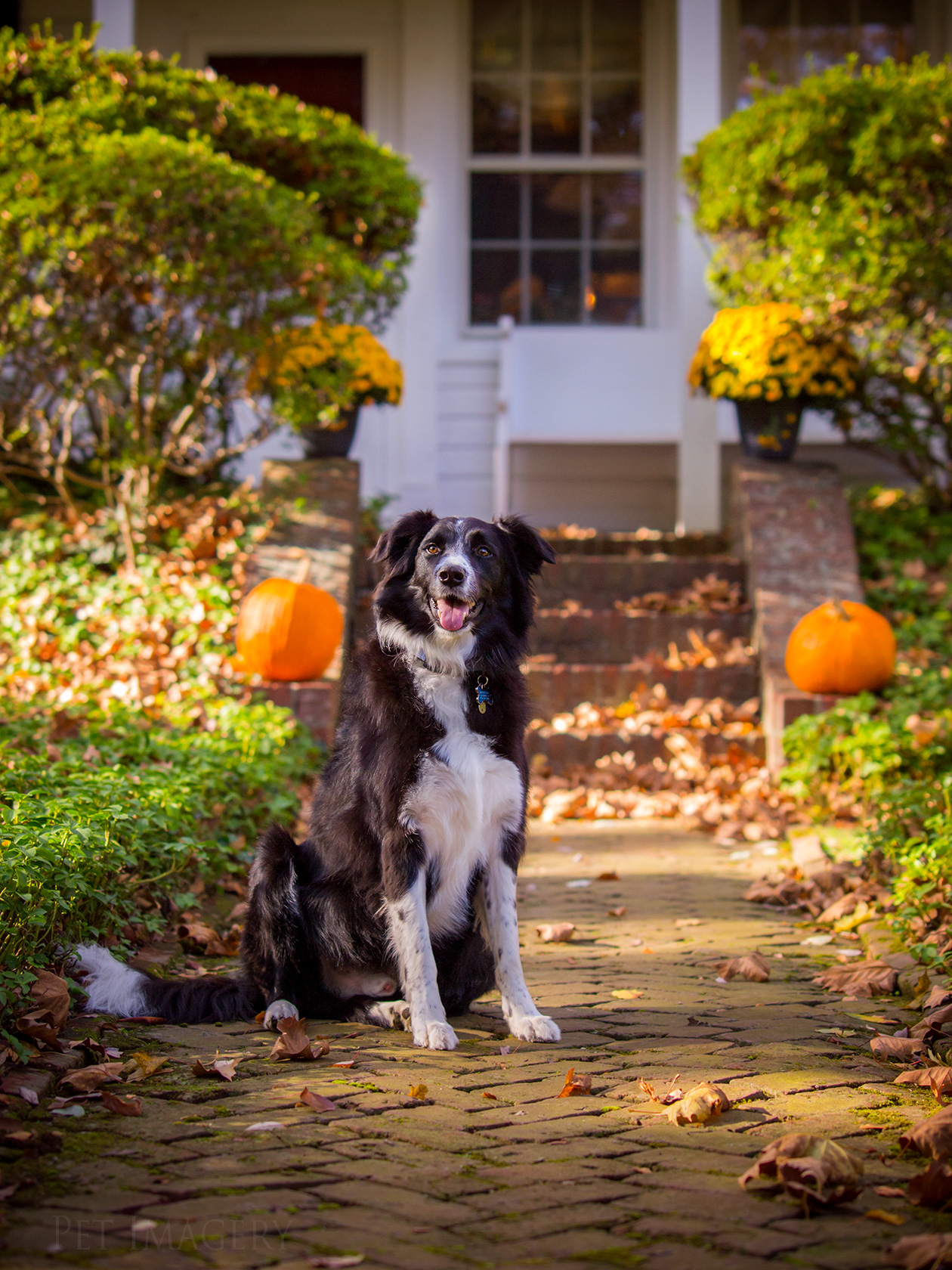 best pet photography dog kaplan