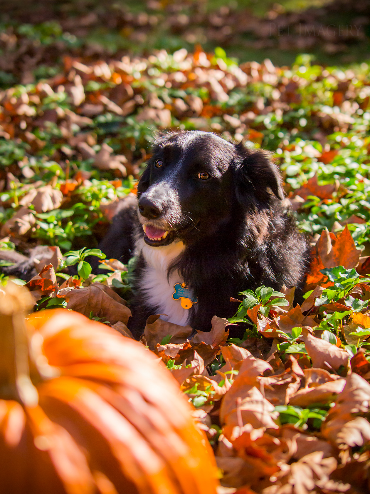 best pet photography dog kaplan