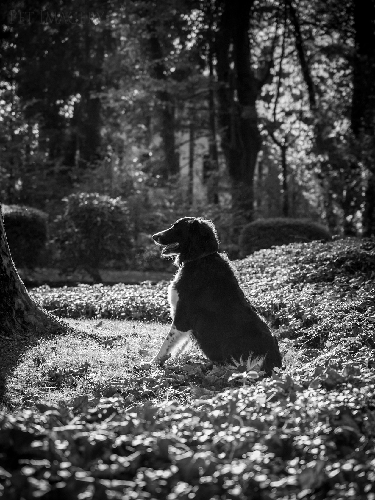 best pet photography dog kaplan