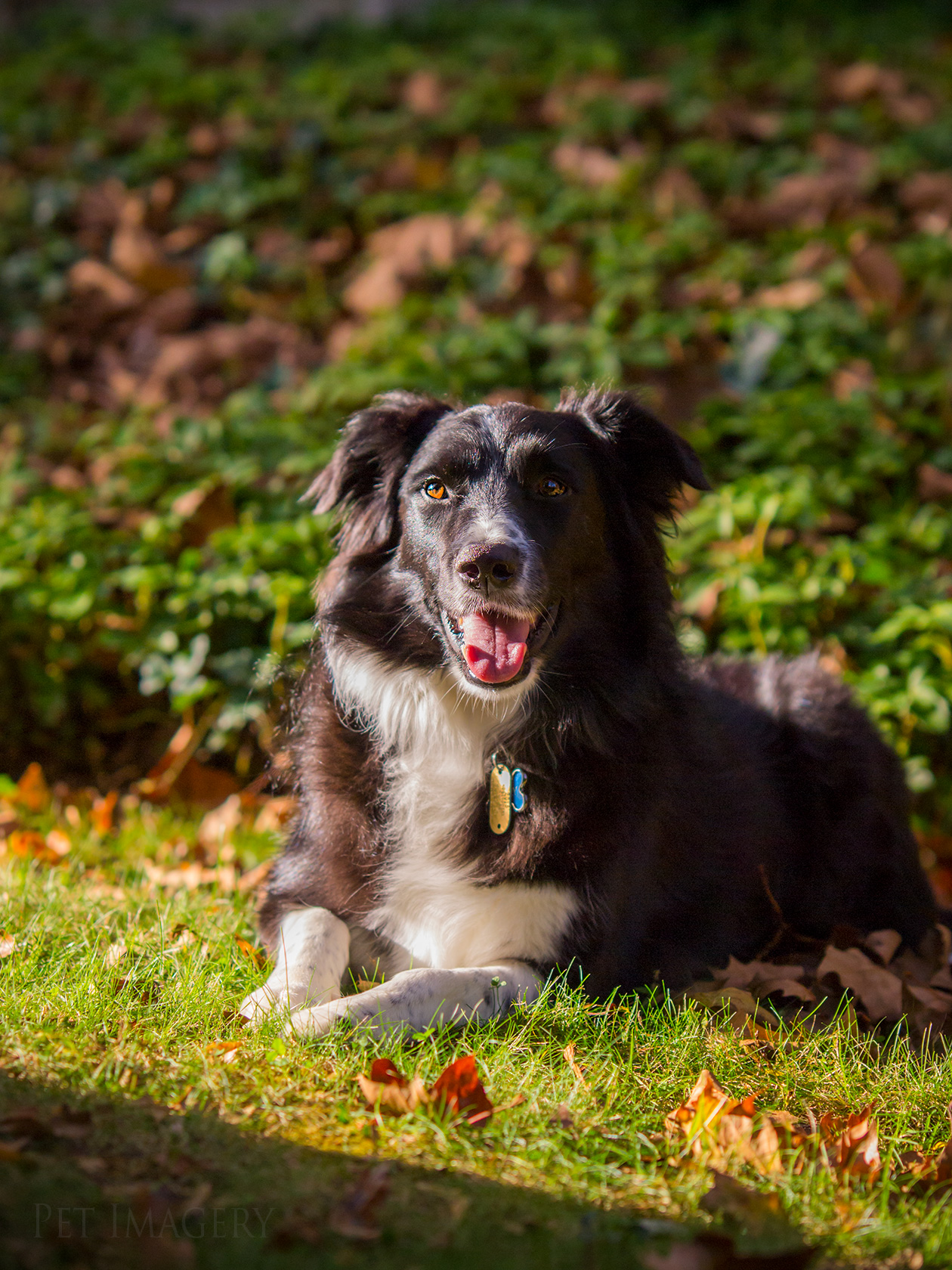 best pet photography dog kaplan