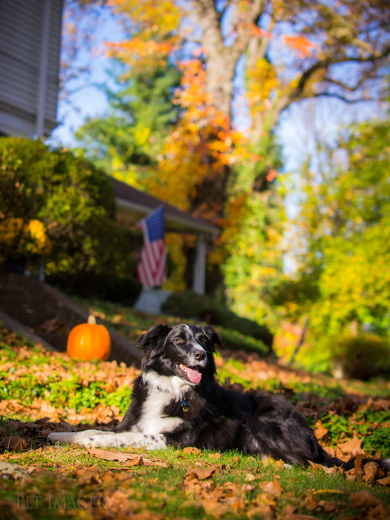 best pet photography dog kaplan